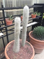 Cephalocereus senilis