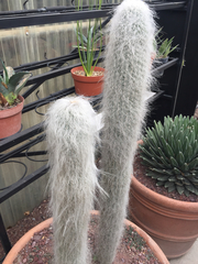 Cephalocereus senilis