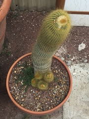 Parodia lenninghausii