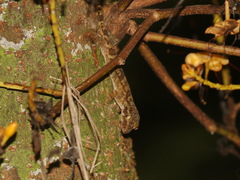 Spiny-Tailed Bent-Toed Gecko photo 3