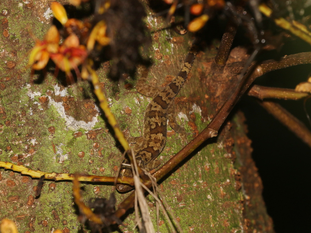 Spiny-Tailed Bent-Toed Gecko