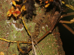 Spiny-Tailed Bent-Toed Gecko photo 1