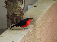 Laniarius erythrogaster