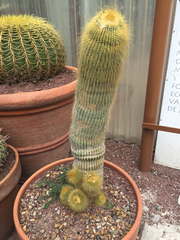 Parodia lenninghausii