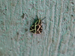 Seydelia ellioti