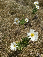 Ranunculus anemoneus
