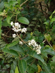 Ligustrum robustum perrottetii