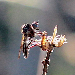 Nicocles