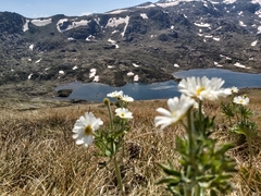 Ranunculus anemoneus
