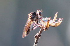 Nicocles