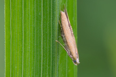 Batrachedra pinicolella