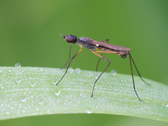 Micropeza corrigiolata