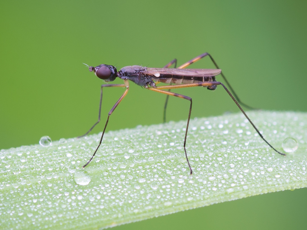 Micropeza corrigiolata, photo 1 of 10