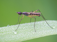 Micropeza corrigiolata