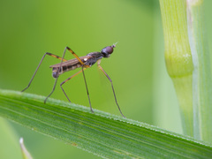 Micropeza corrigiolata