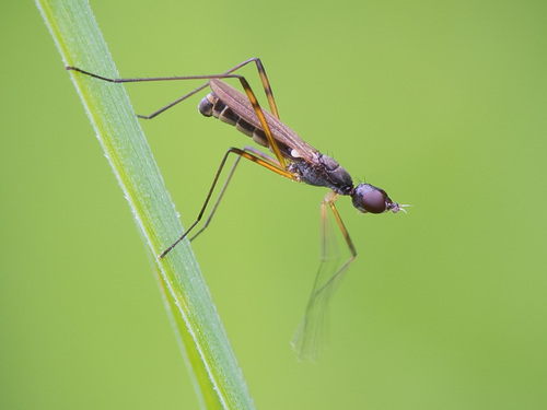 Micropeza corrigiolata, photo 2 of 10