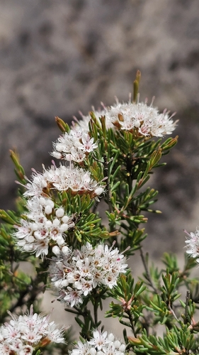 eastern feather-flower (Homoranthus wilhelmii)