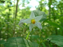 Solanum carolinense carolinense