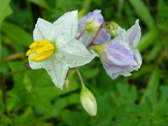 Solanum carolinense carolinense