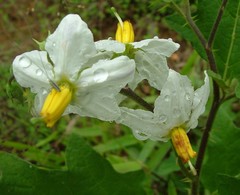 Solanum carolinense carolinense