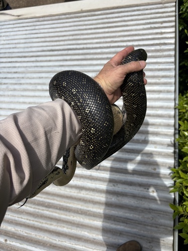 Diamond Python sighting