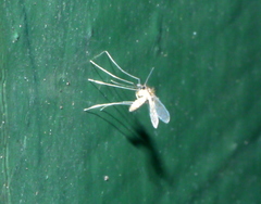 Phlebotominae