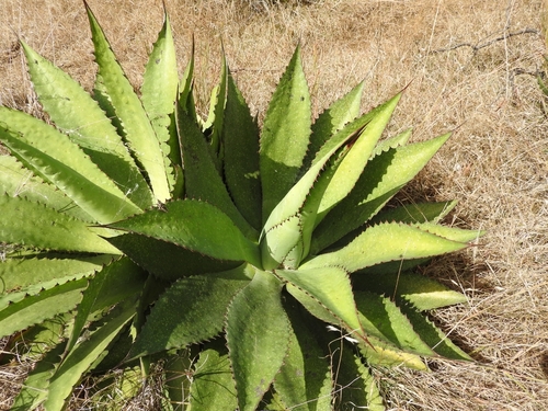 Agave inaequidens