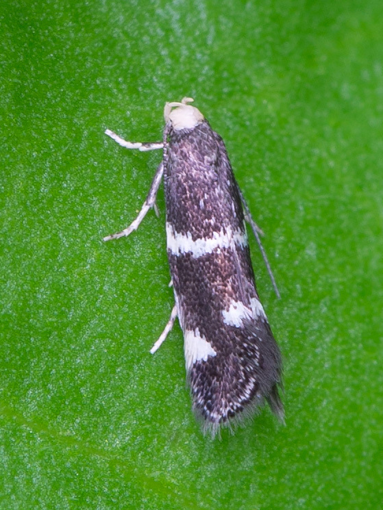 Elachista