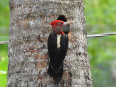 Robust Woodpecker photo 4