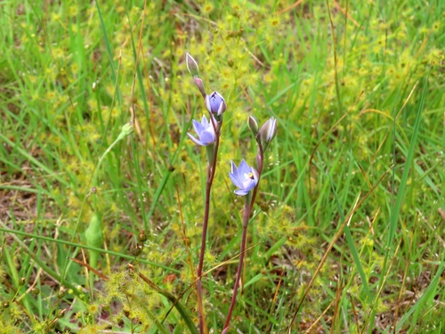 forest sun orchid (Thelymitra arenaria)