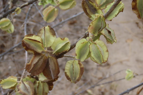 knobbly climbing bushwillow (Combretum mossambicense)