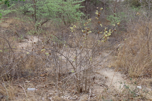 Combretum mossambicense, photograph 6