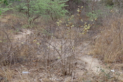Combretum mossambicense, photograph author not stated, no rights reserved