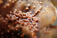 Lasionectria lecanodes