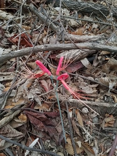 Eucrosia bicolor, photograph 2