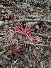 Eucrosia bicolor, photograph (c) Raúl A. Ruiz M., some rights reserved (CC BY)