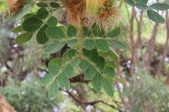 Albizia versicolor, photograph author not stated, no rights reserved