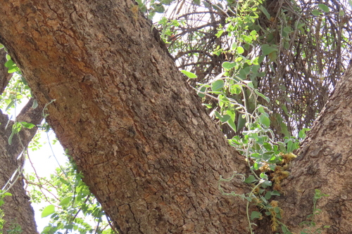 Albizia versicolor, photograph 2