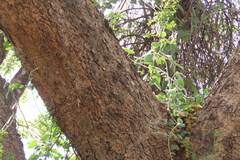 Albizia versicolor, photograph author not stated, no rights reserved
