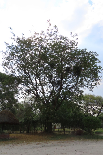 Albizia versicolor, photograph 5