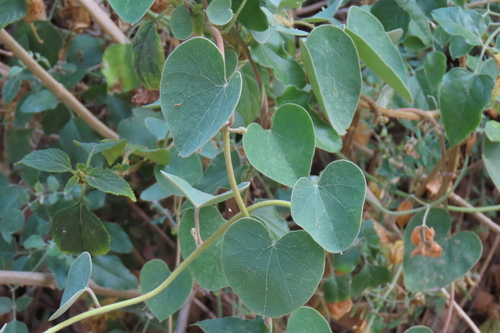 Cissampelos mucronata (Cissampelos mucronata)