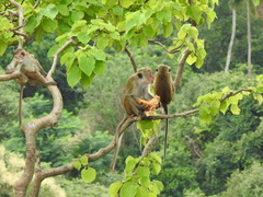 Macaca sinica