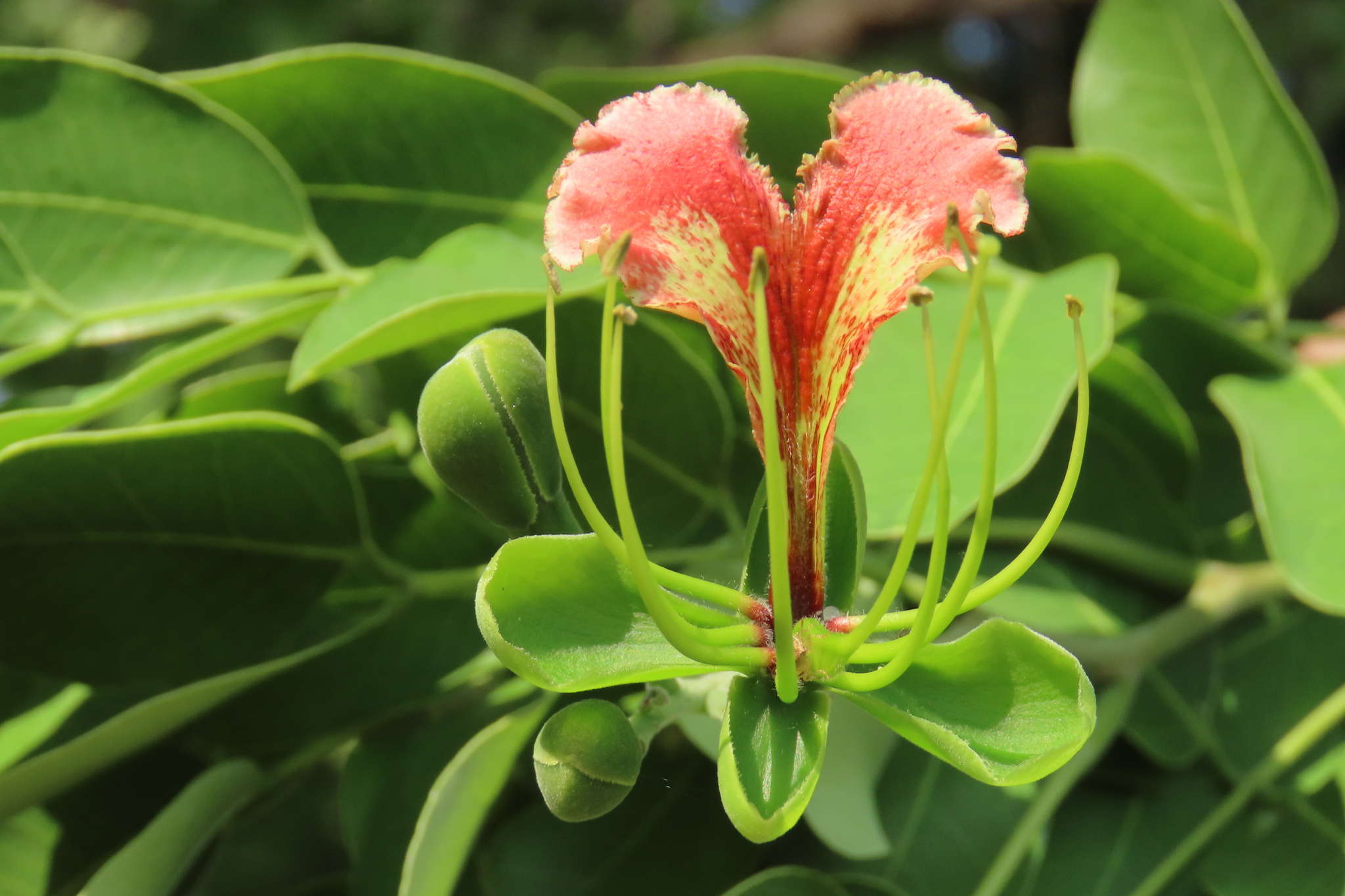 Pod Mahogany (Afzelia quanzensis)