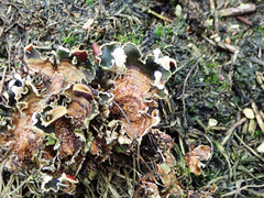 Lasionectria lecanodes