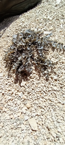 Gingidia enysii, 2025-11-08