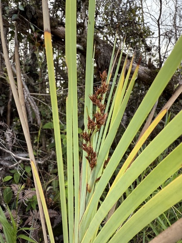 Machaerina mariscoides observed 2025-11-07