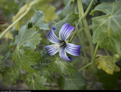Malva pacifica