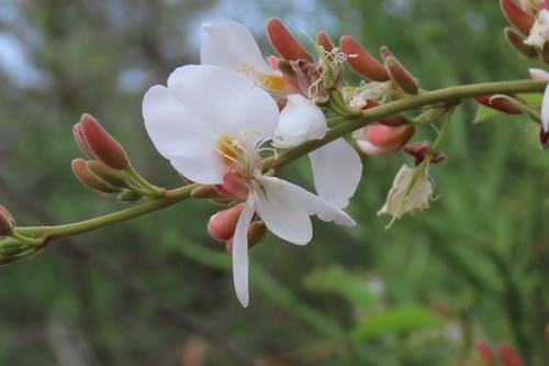 Sand Camwood (Baphia massaiensis)