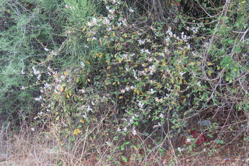 Baphia massaiensis, photograph 2