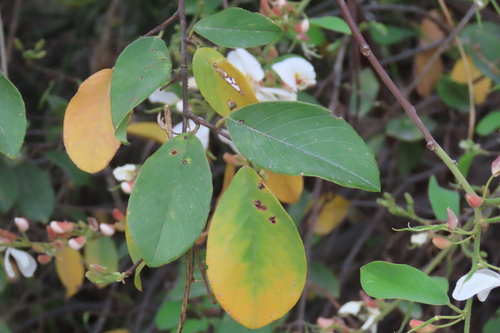 Baphia massaiensis, photograph 1